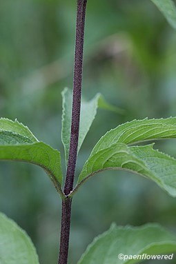 Leaves and stem